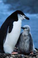Пингвины