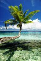 Пальма и берег океана на Маршалловых островах