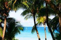 Яркие пальмы с видом на океан