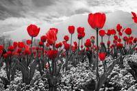 Красные тюльпаны на черно-белом фоне