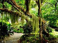 Лесная дорога