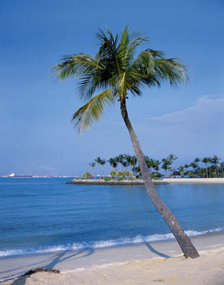 Пальма на берегу океана