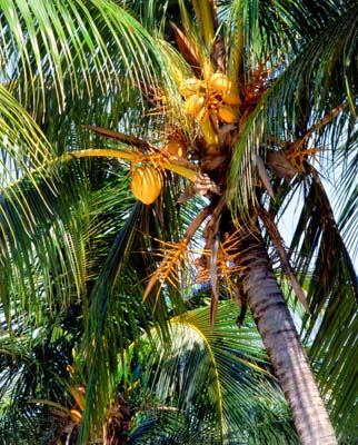 Пальмы манго и яркие тропики