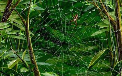Паук паутина роса и джунгли
