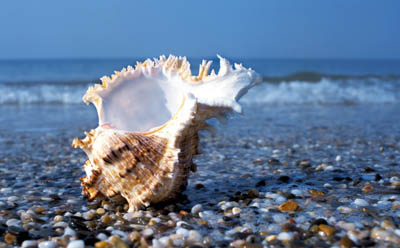 Ракушка на морском берегу