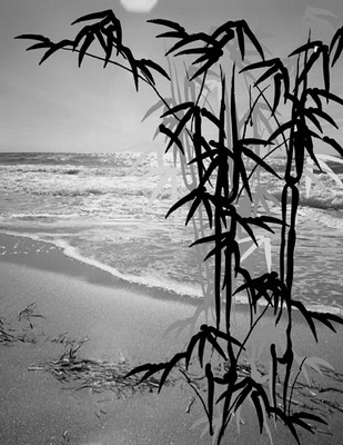 Черно-белая природа заката над морем на фоне стеблей бамбука