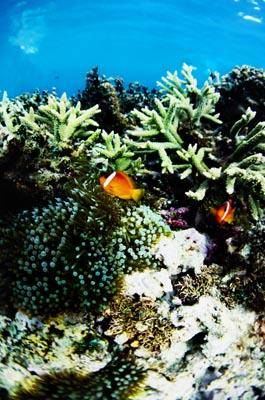 Коралловый риф