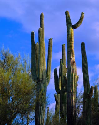 Мексиканские кактусы