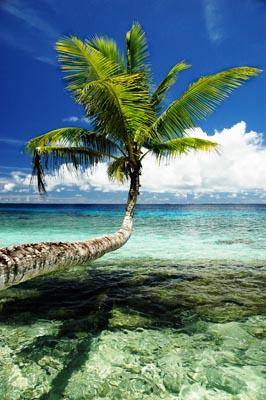 Пальма и берег океана на Маршалловых островах