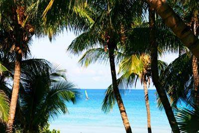 Яркие пальмы с видом на океан