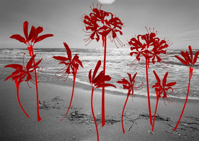 Абстракция черно-белое море и красные цветы